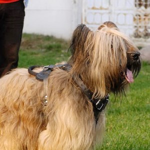 Шлейка из черной кожи с ручкой для бриара «Working Dog»